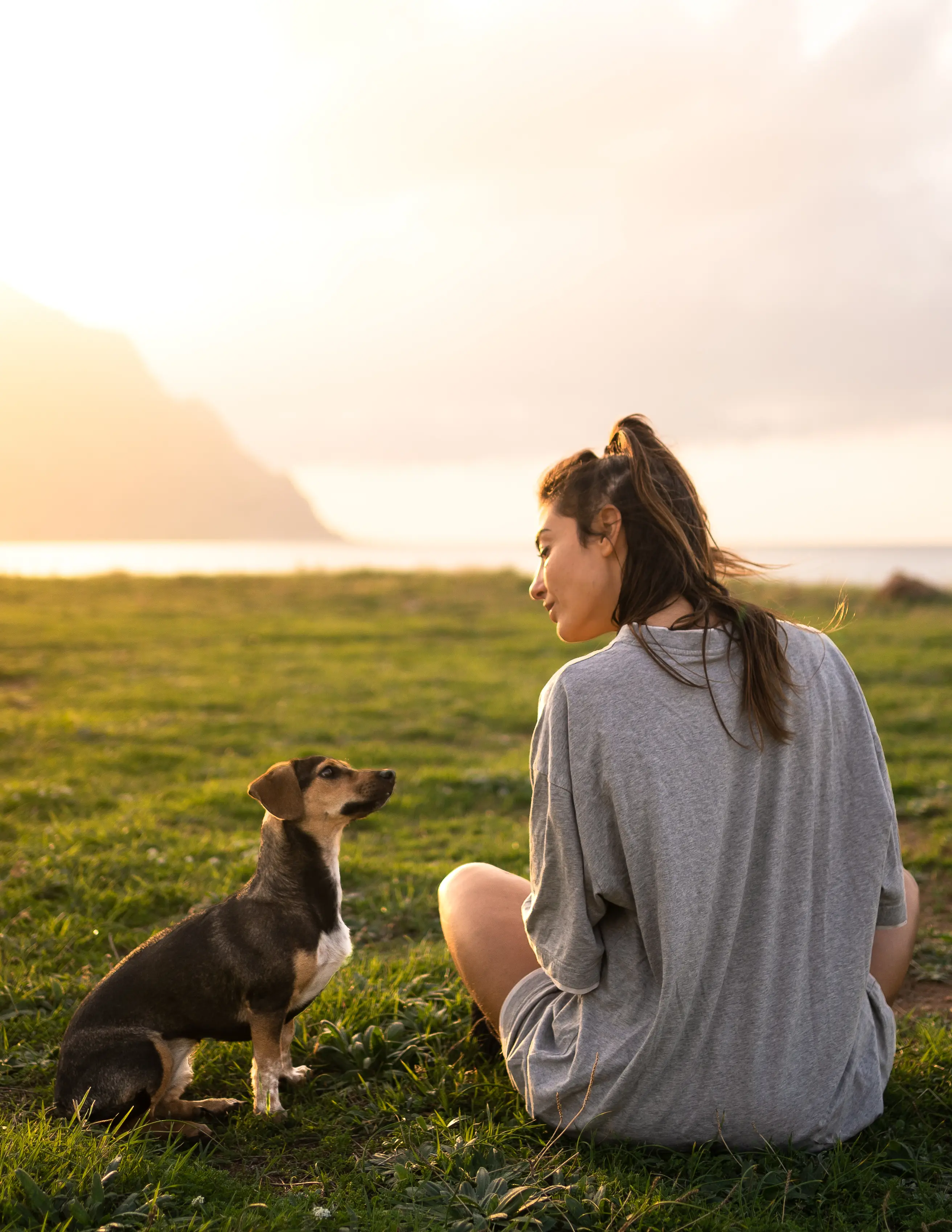 Viaggiare con il cane in van
